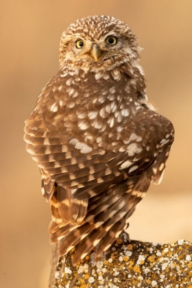 Picture of LITTLE OWL