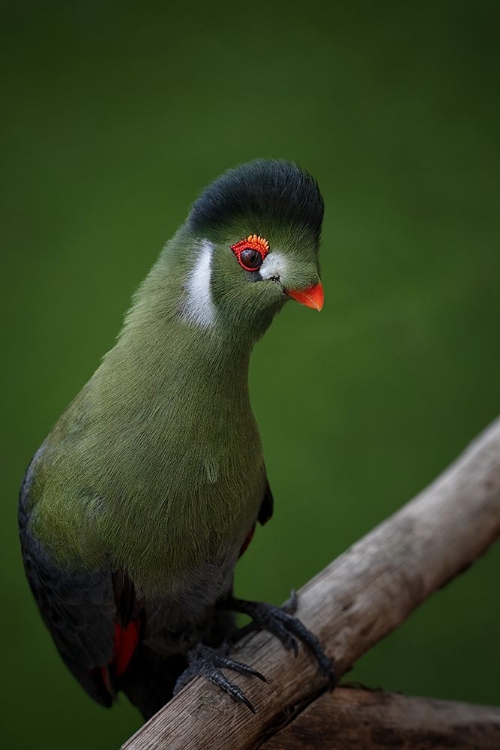 Picture of STRIKE A POSE - WHITE-CHEEKED TURACO