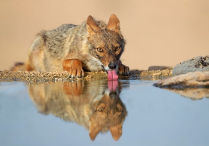 Picture of GOLDEN JACKAL