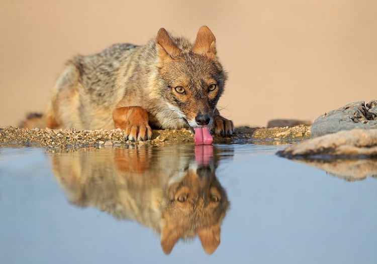 Picture of GOLDEN JACKAL