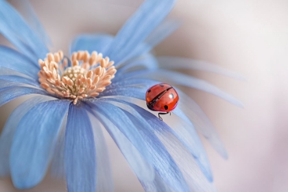 Picture of LADY IN WAITING