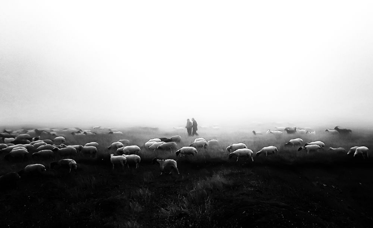 Picture of THE FLOCK IN THE FOG