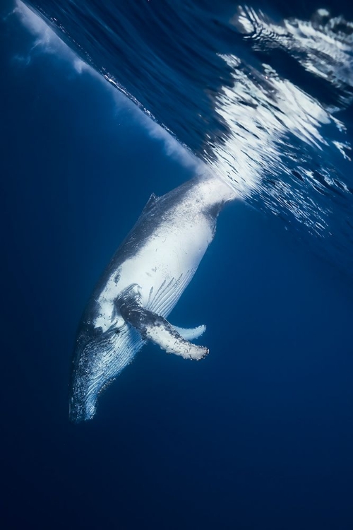 Picture of REVERSING: HUMPBACK WHALE