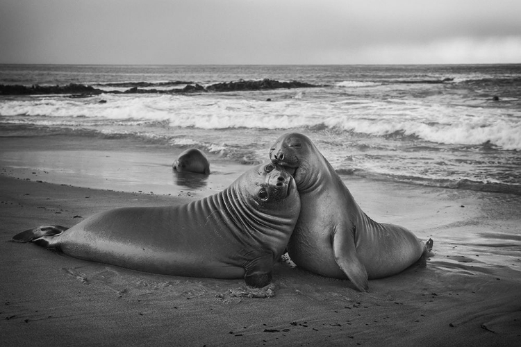 Picture of JUVENILE ELEPHANT SEAL