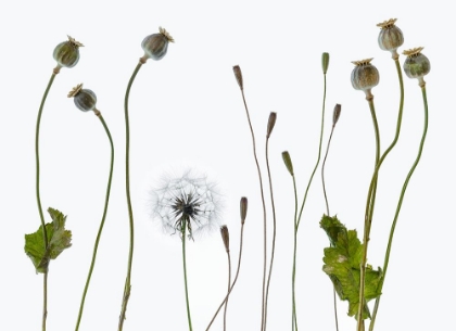 Picture of SEEDHEADS