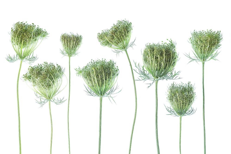 Picture of WILD CARROT