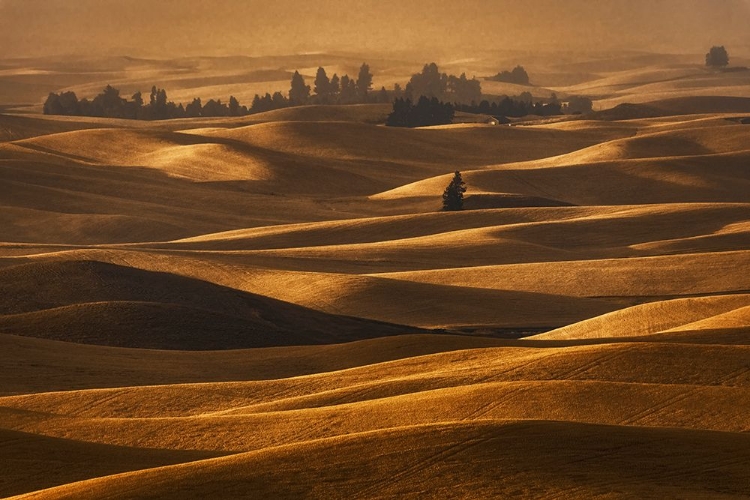 Picture of HARVEST SEASON