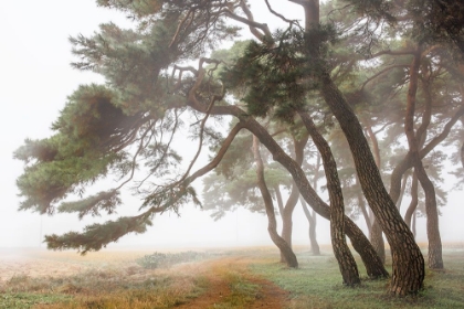 Picture of PINE GROVE IN FOG-2