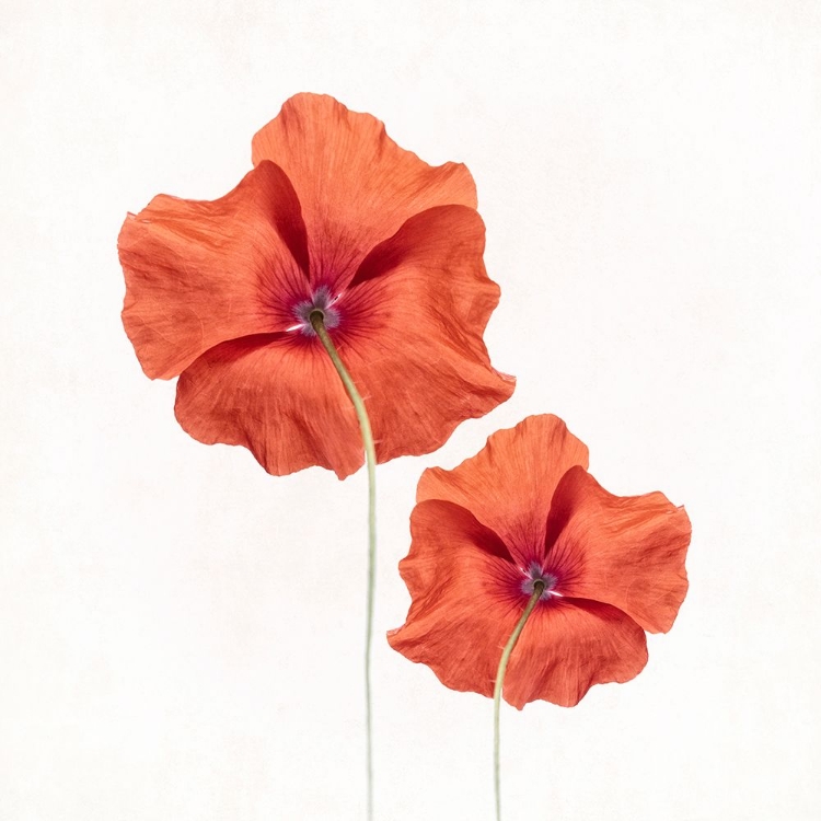 Picture of POPPIES