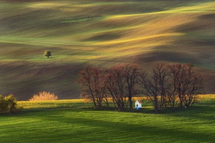 Picture of CONTEMPLATION IN THE FIELDS