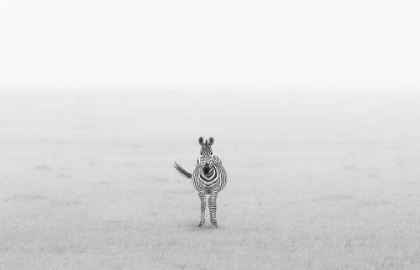 Picture of LONELY ZEBRA