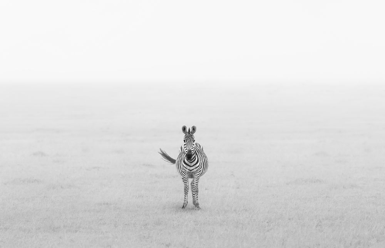 Picture of LONELY ZEBRA