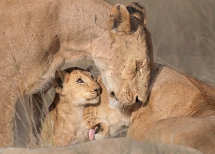 Picture of LIONS FAMILY