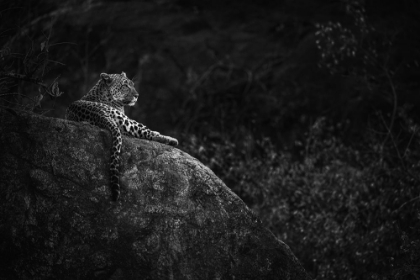 Picture of MOTHER LEOPARD