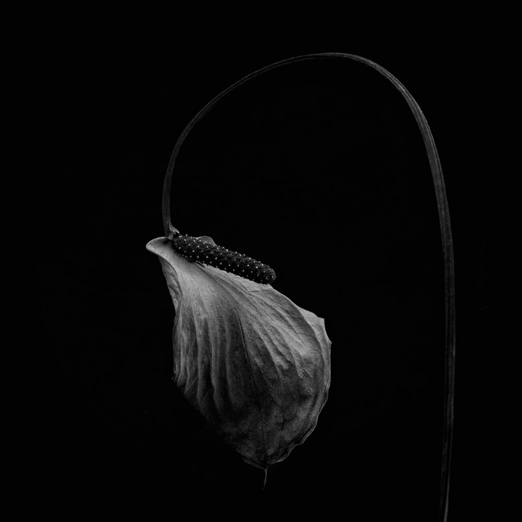 Picture of AN OLD ANTHURIUM