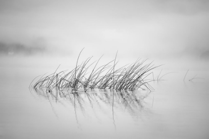 Picture of REED IN MORNING LIGHT