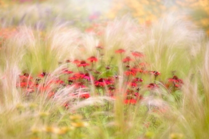 Picture of RUDBECKIA