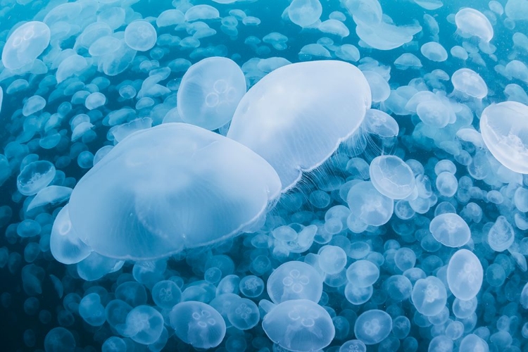 Picture of UNDERWATER CLOUD