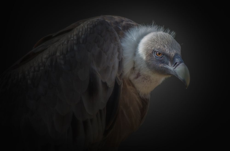 Picture of VULTURE