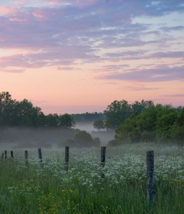 Picture of FOG AND SUNSET