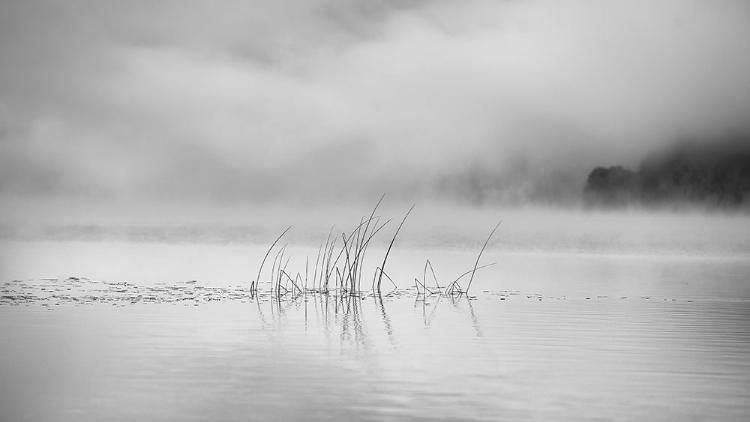 Picture of THE FOG LIGHTENS