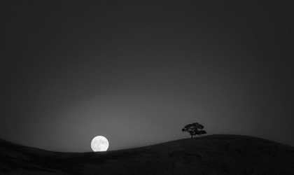 Picture of HARVEST MOON