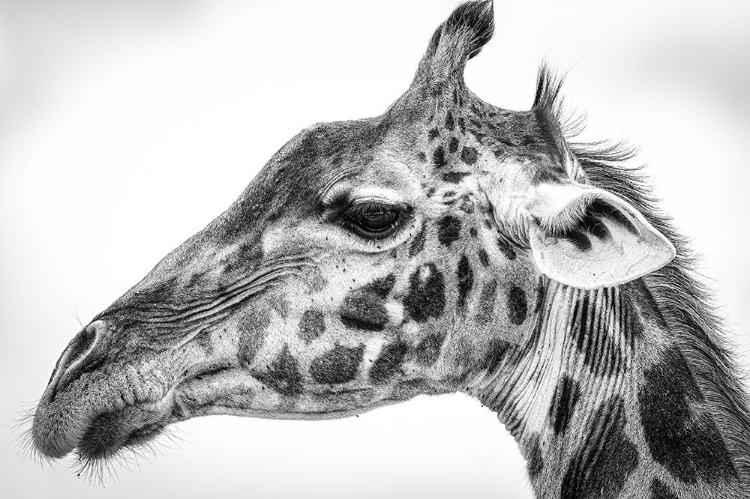 Picture of MAASAI GIRAFFE