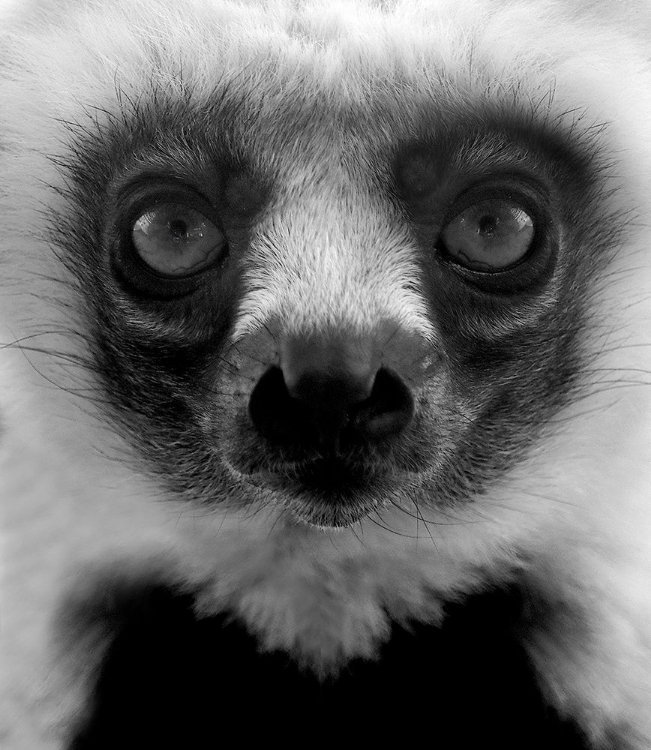 Picture of PORTRAIT OF A YOUNG LEMUR.