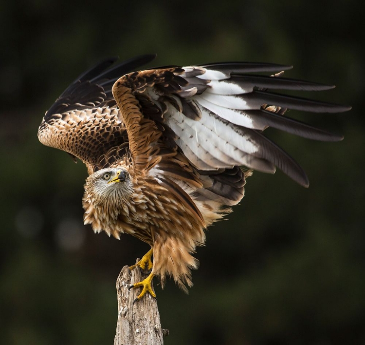 Picture of RED KITE