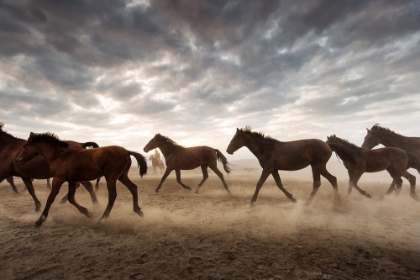 Picture of WILD HORSES