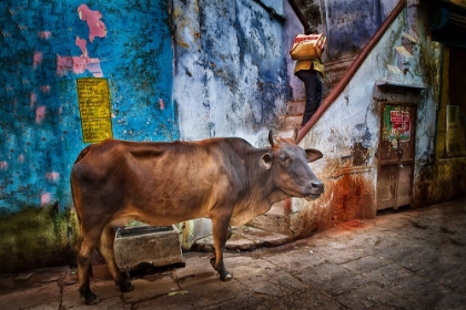 Picture of VARANASI ALLEY