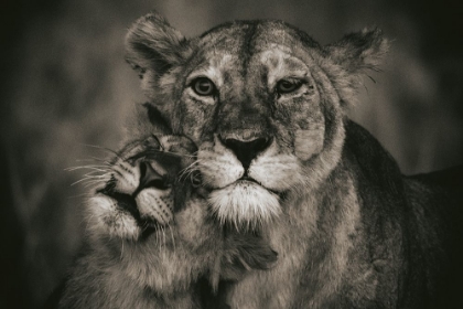 Picture of MOM LOVE