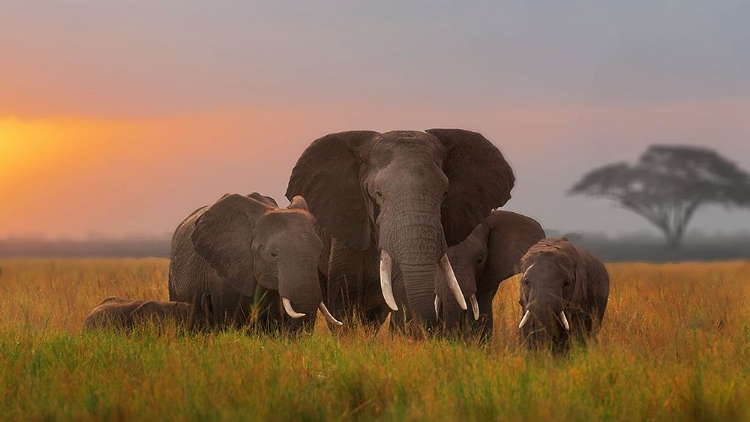 Picture of ELEPHENT FAMILY IN AMBOSELI