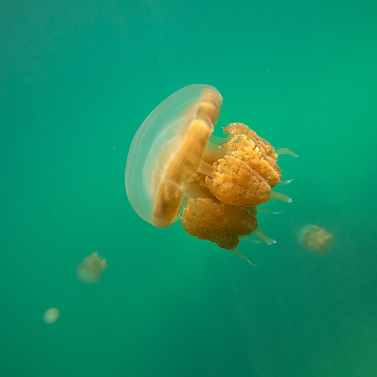 Picture of JELLYFISH