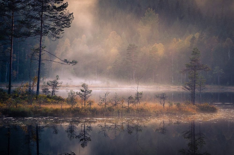 Picture of MISTY MOMENT