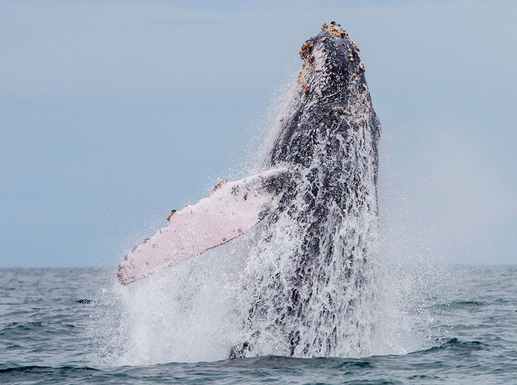 Picture of HUMPBACK WHALE MIGRATION