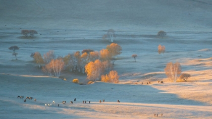 Picture of AUTUMN GRAZING