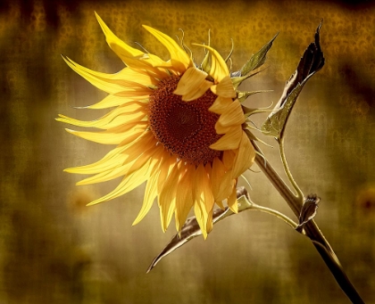 Picture of SUNFLOWER