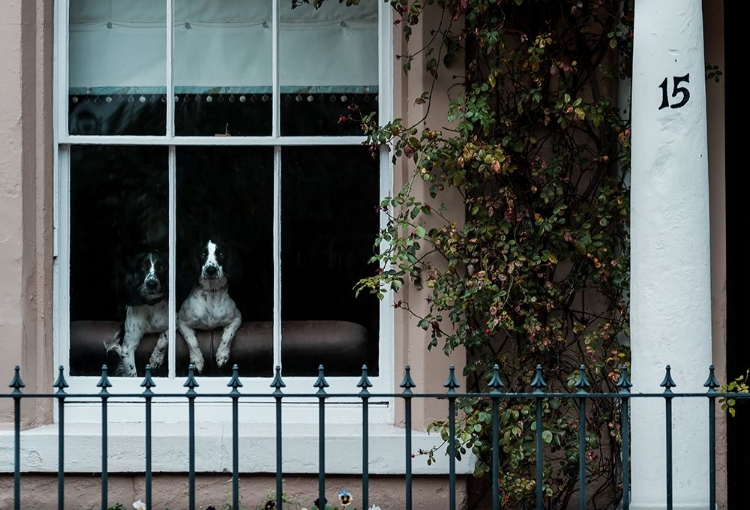 Picture of SPANIELS