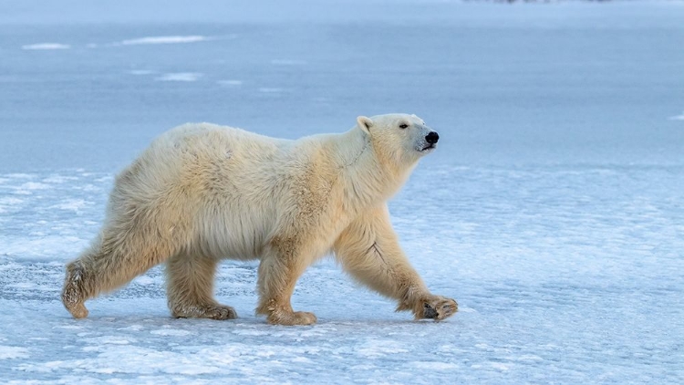 Picture of WALKING ON ICED LAKE