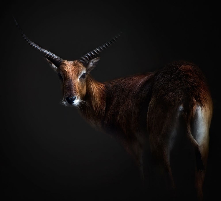 Picture of ANTELOPE LECHWE PORTRAIT