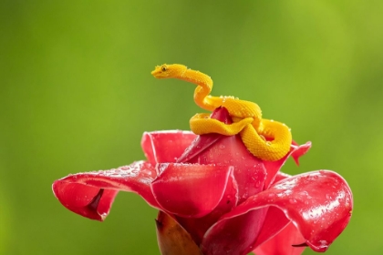 Picture of EYELASH VIPER