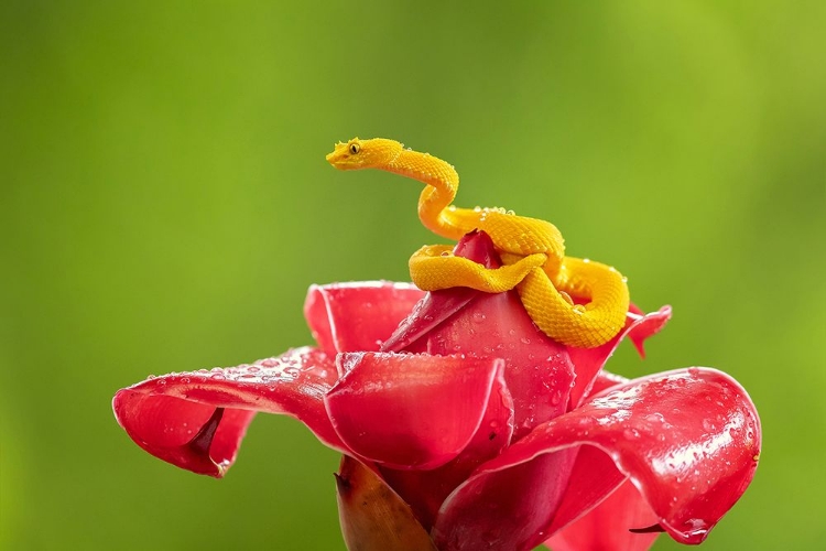 Picture of EYELASH VIPER