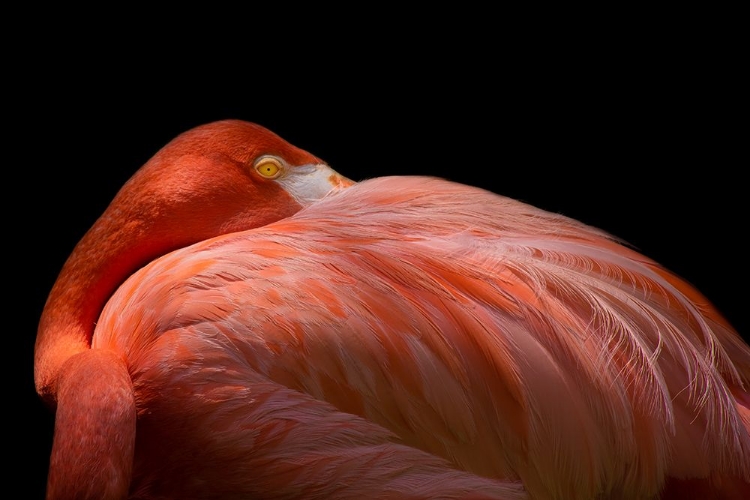 Picture of MELANCHOLY FLAMINGO