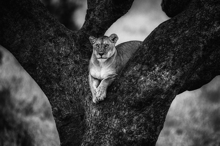 Picture of TREE LADY