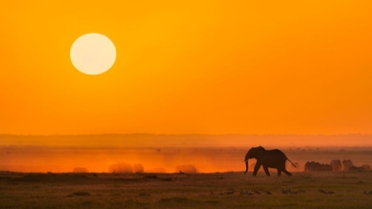 Picture of A GOLDEN MORNING