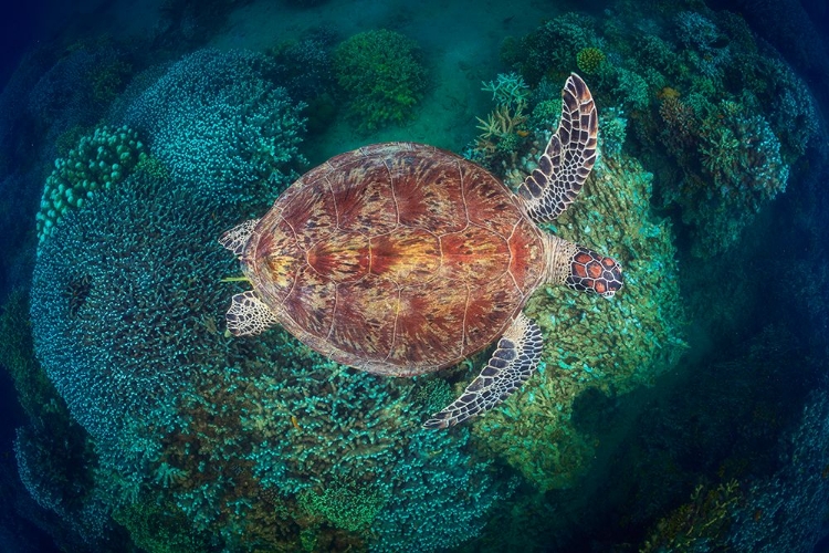 Picture of NGOUJA REEF