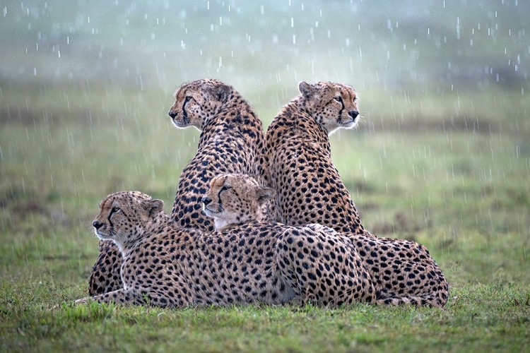 Picture of CHEETAHS IN THE RAIN