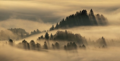 Picture of PIENINY FOGGY