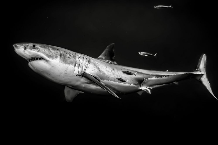 Picture of THE GREAT WHITE SHARK